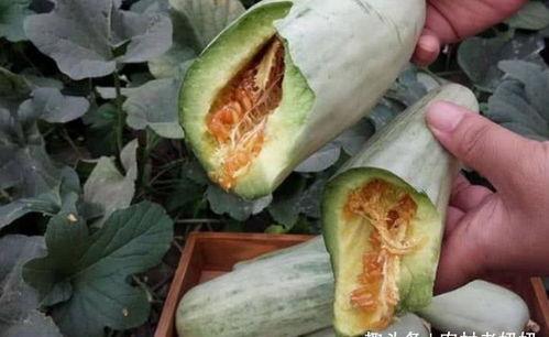 怀孕可以吃奎瓜吗