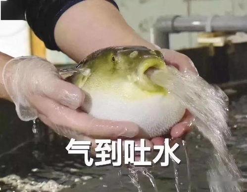 不钓鱼吃瓜,不钓鱼吃瓜的悠闲时光