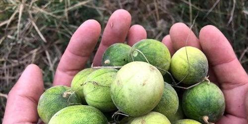 屎瓜应该怎么吃,从挑选到烹饪的全方位指南