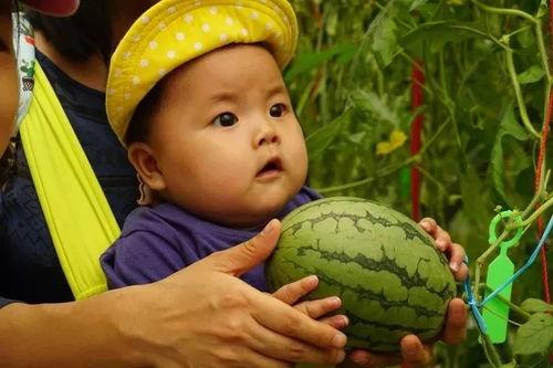 吃瓜摘瓜群,揭秘网络社交圈的趣味与争议