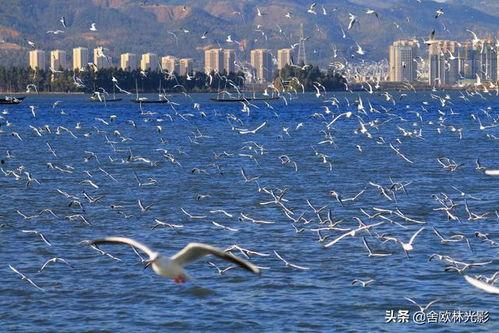 海埂大坝喂海鸥吃瓜,瓜果飘香喂海鸥，人与自然和谐共生