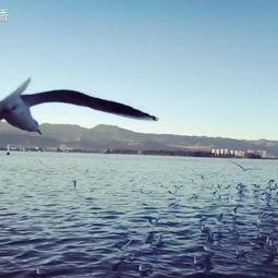 海埂大坝喂海鸥吃瓜,瓜果飘香喂海鸥,人与自然和谐共生