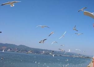 海埂大坝喂海鸥吃瓜,瓜果飘香喂海鸥,人与自然和谐共生