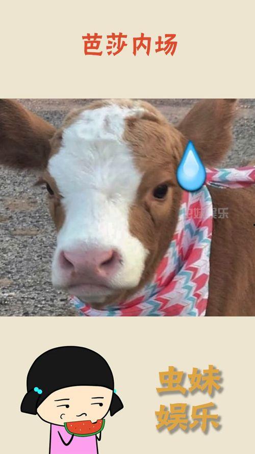 吃瓜老头抖音,揭秘“吃瓜老头”的爆笑日常