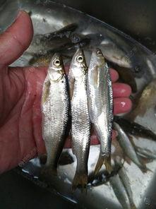 吃瓜之鱼,揭秘网络热议背后的真相与趣味