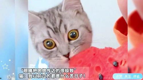 找猫吃瓜,一场关于美食与友情的吃瓜大戏