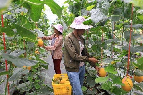 凉山吃瓜网红,揭秘网红背后的生活与美食之旅