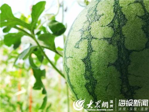 吃瓜就好的视频,吃瓜群众视角下的娱乐热点解析