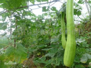 砍瓜干怎么吃,美味与营养的完美融合