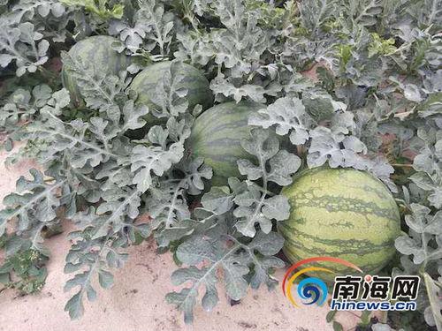 战疫吃瓜,揭秘抗疫背后的故事与幕后英雄